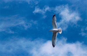 goeland